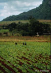 Tabakfeld in der Nhe von Vinales (Kuba)