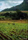Tabakfeld in der Nähe von Vinales (Kuba