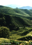 Teefelder in den Cameron Highlands (West-Malaysia)